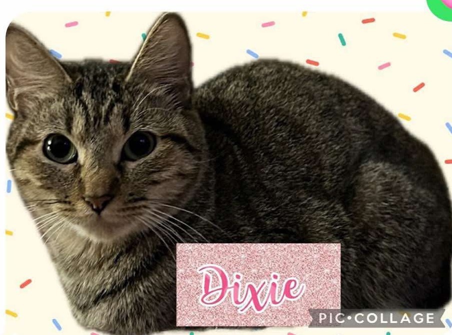 Dixie