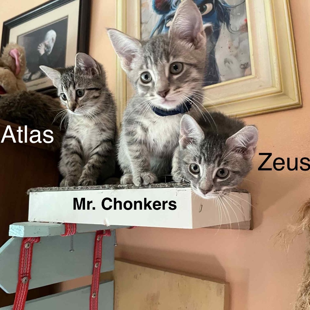 Mr. Chonkers (Sara_3)