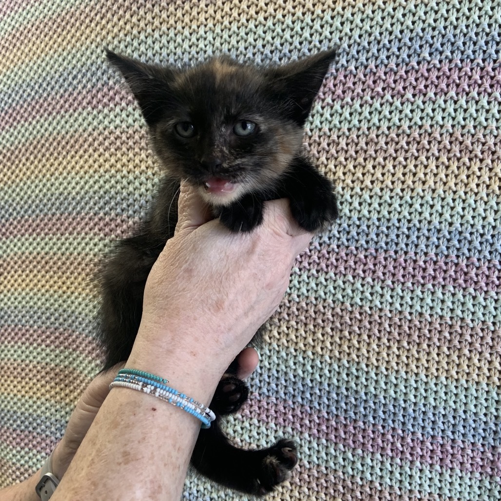 Graham Litter 6