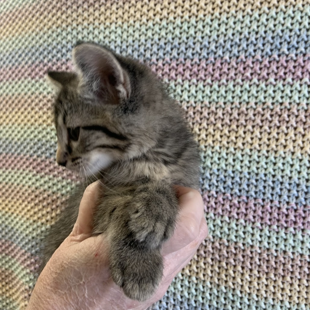 Graham Litter 7