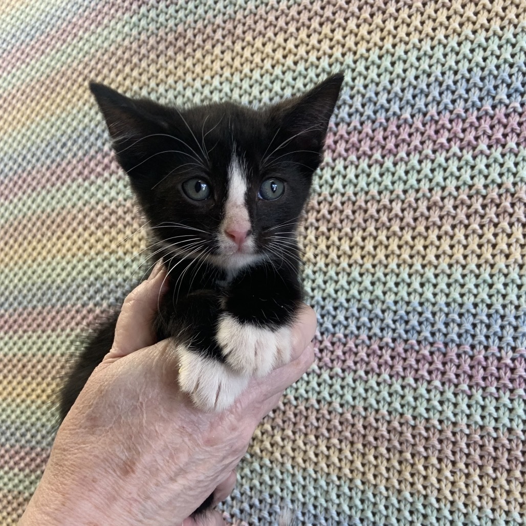 Graham Litter 4