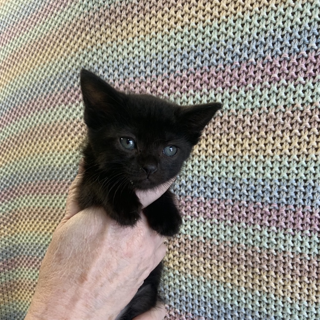 Graham Litter 5