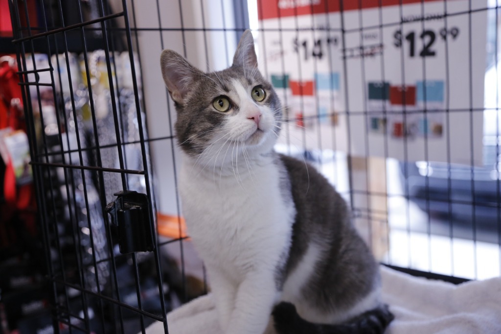 Algoma, an adoptable Domestic Short Hair in Calgary, AB, T3S 0C5 | Photo Image 1