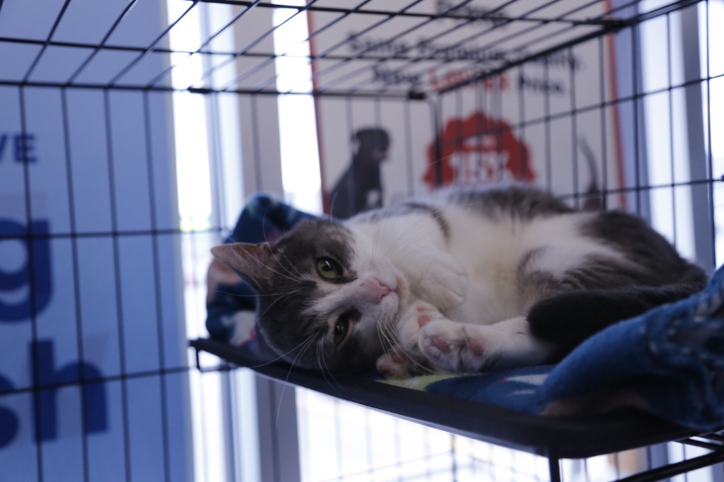 Algoma, an adoptable Domestic Short Hair in Calgary, AB, T3S 0C5 | Photo Image 2