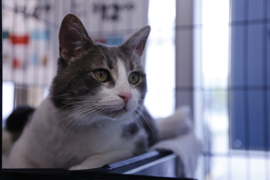 Algoma, an adoptable Domestic Short Hair in Calgary, AB, T3S 0C5 | Photo Image 3