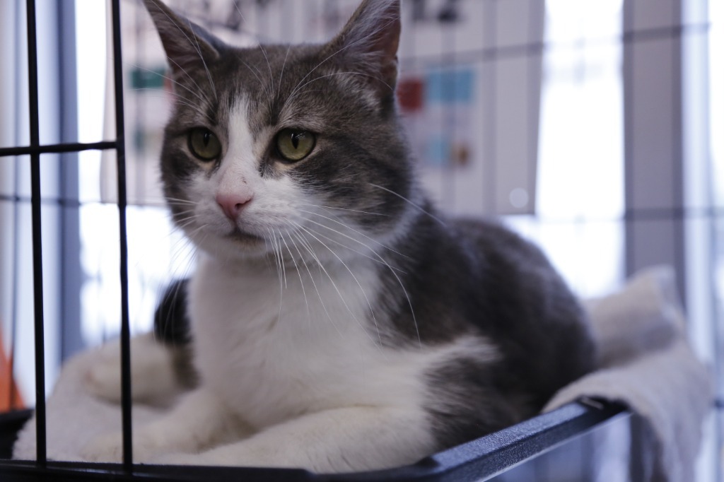 Algoma, an adoptable Domestic Short Hair in Calgary, AB, T3S 0C5 | Photo Image 4