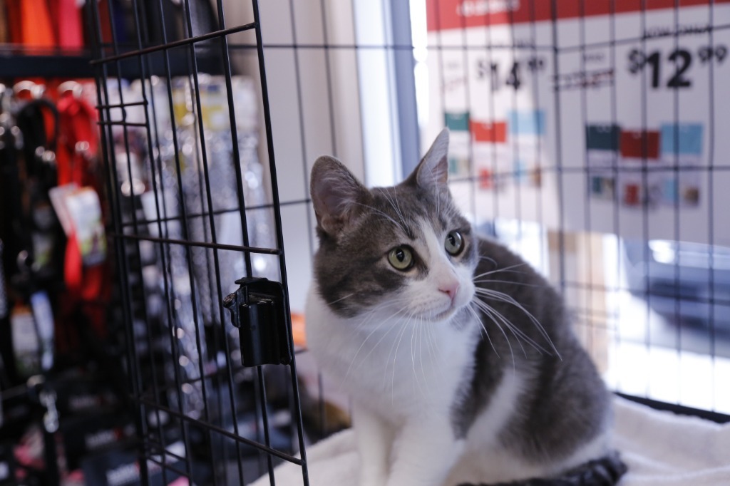 Algoma, an adoptable Domestic Short Hair in Calgary, AB, T3S 0C5 | Photo Image 5