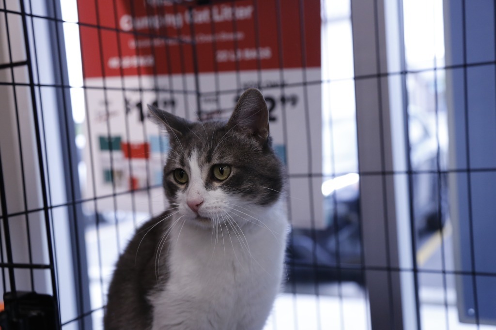 Algoma, an adoptable Domestic Short Hair in Calgary, AB, T3S 0C5 | Photo Image 6