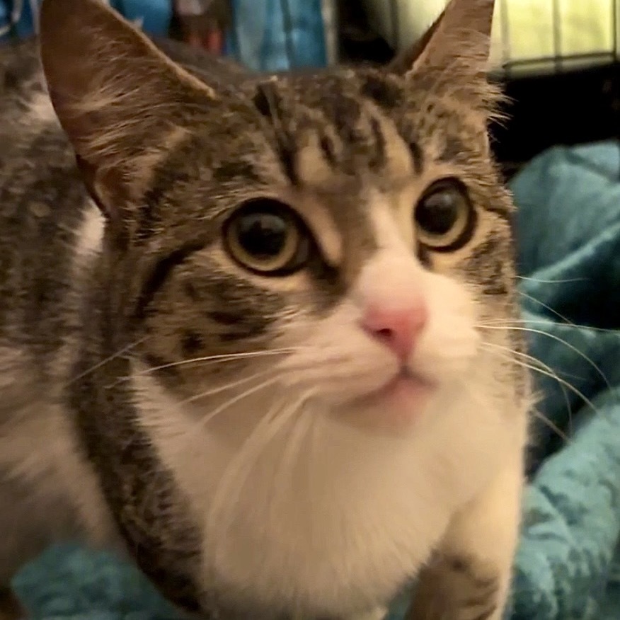 Alegria, an adoptable Domestic Short Hair, Ocicat in Monroe, MI, 48162 | Photo Image 1