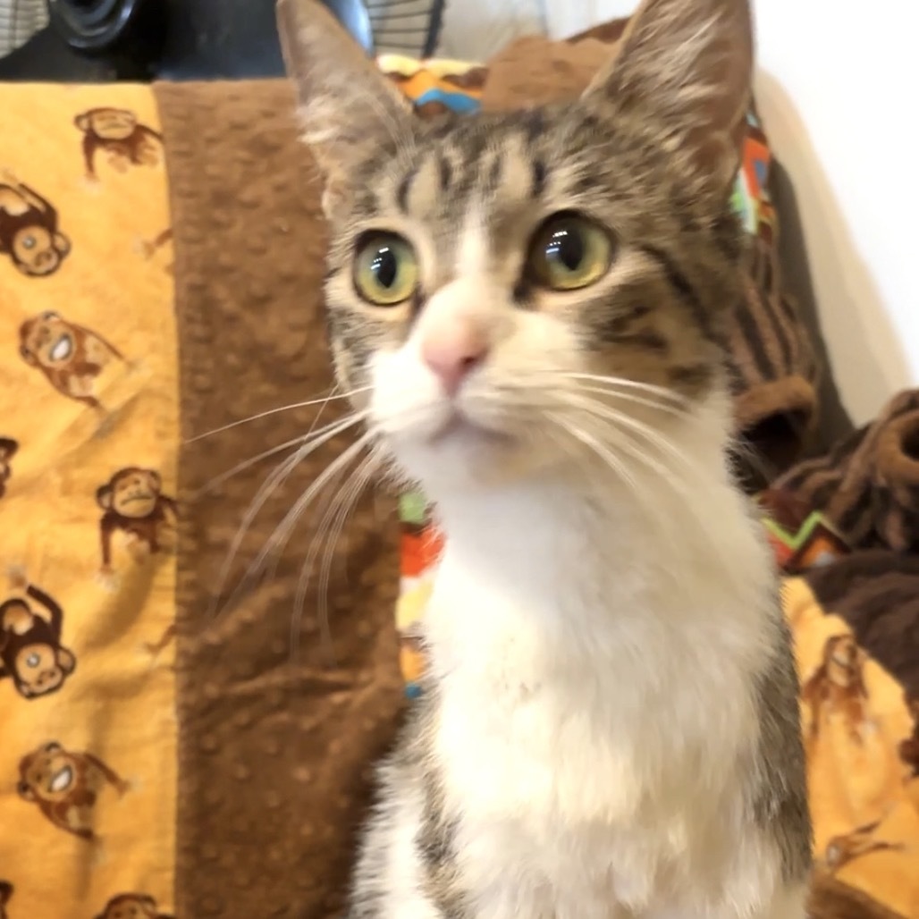 Alegria, an adoptable Domestic Short Hair, Ocicat in Monroe, MI, 48162 | Photo Image 2