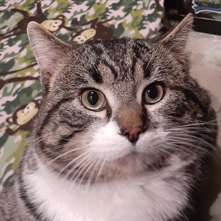 Bumper, an adoptable Domestic Short Hair in Bismarck, ND, 58507 | Photo Image 1