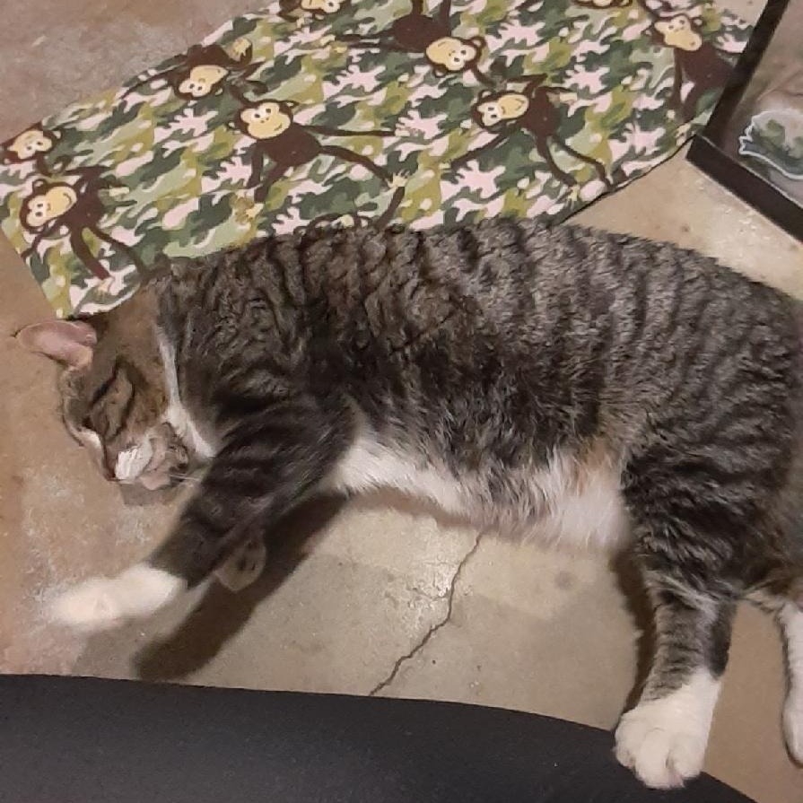 Bumper, an adoptable Domestic Short Hair in Bismarck, ND, 58507 | Photo Image 2