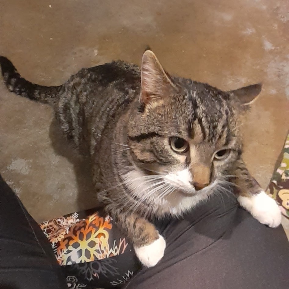 Bumper, an adoptable Domestic Short Hair in Bismarck, ND, 58507 | Photo Image 3