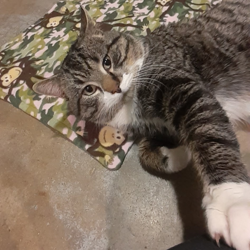 Bumper, an adoptable Domestic Short Hair in Bismarck, ND, 58507 | Photo Image 4