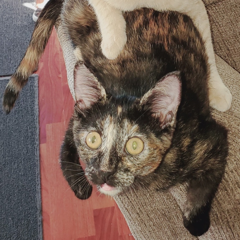 Brooklyn, an adoptable Domestic Short Hair in Bismarck, ND, 58507 | Photo Image 2