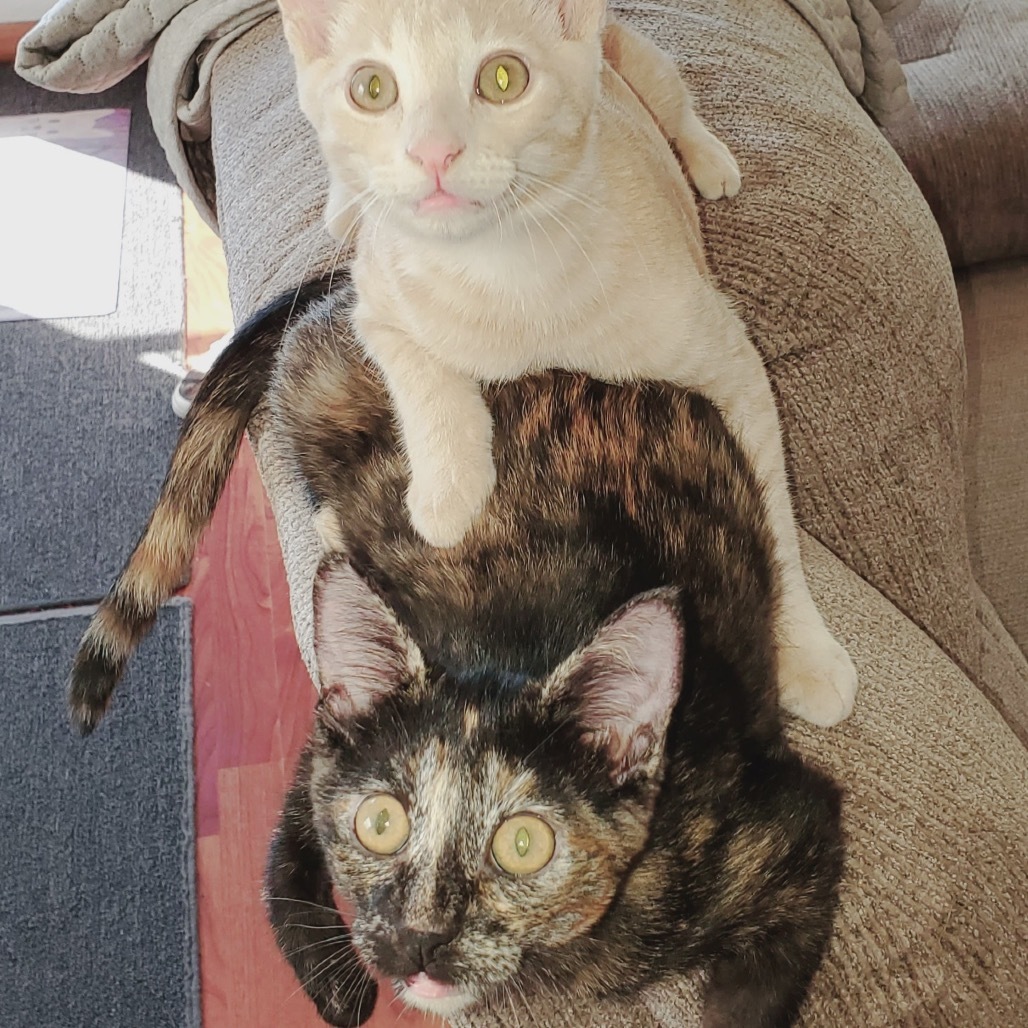 Brooklyn, an adoptable Domestic Short Hair in Bismarck, ND, 58507 | Photo Image 3