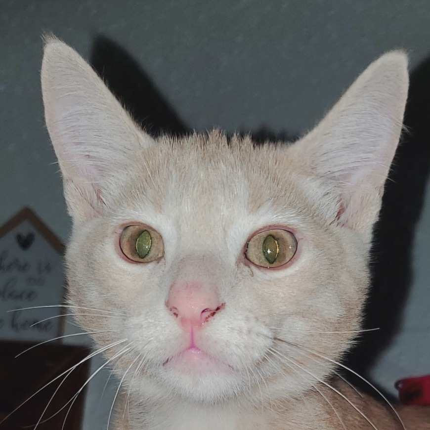 Bo, an adoptable Domestic Short Hair in Bismarck, ND, 58507 | Photo Image 1