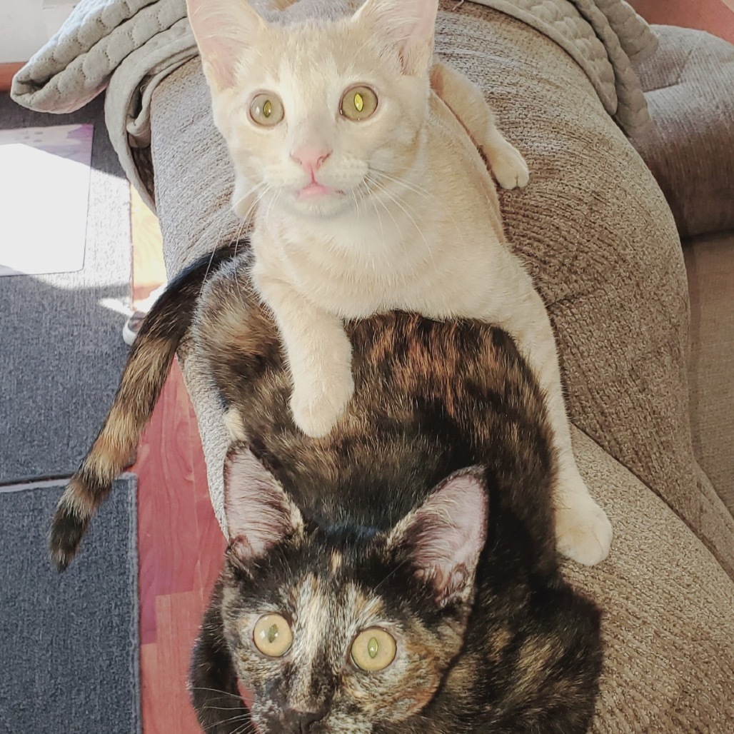 Bo, an adoptable Domestic Short Hair in Bismarck, ND, 58507 | Photo Image 2