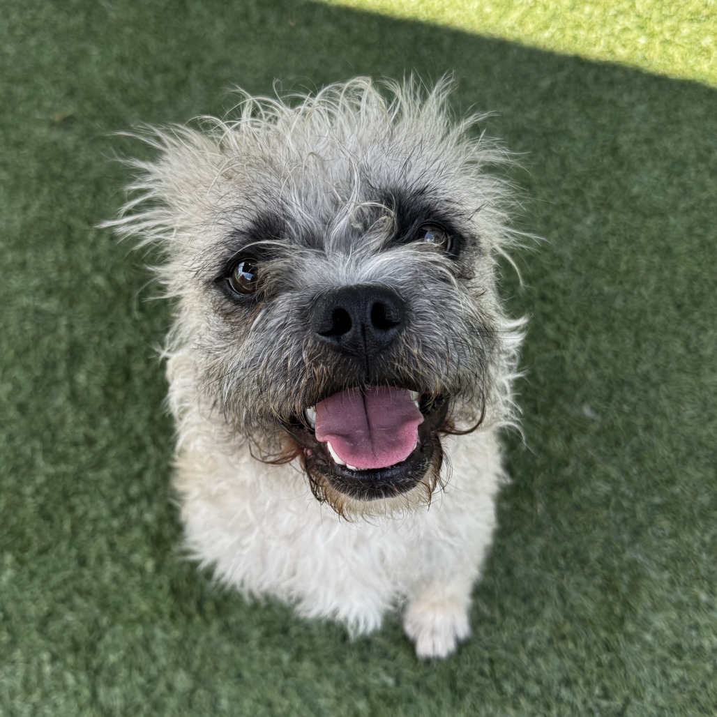 Shaggy