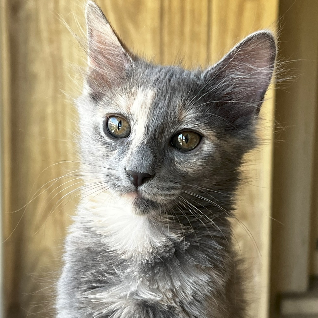 Katara