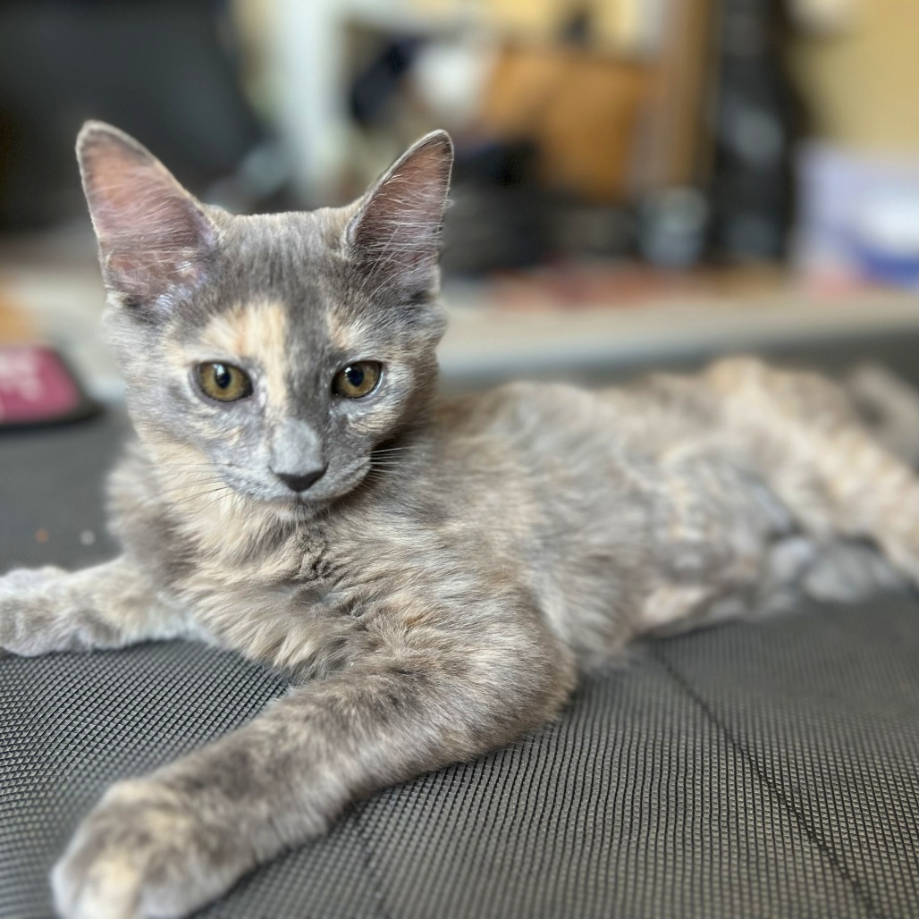 Katara