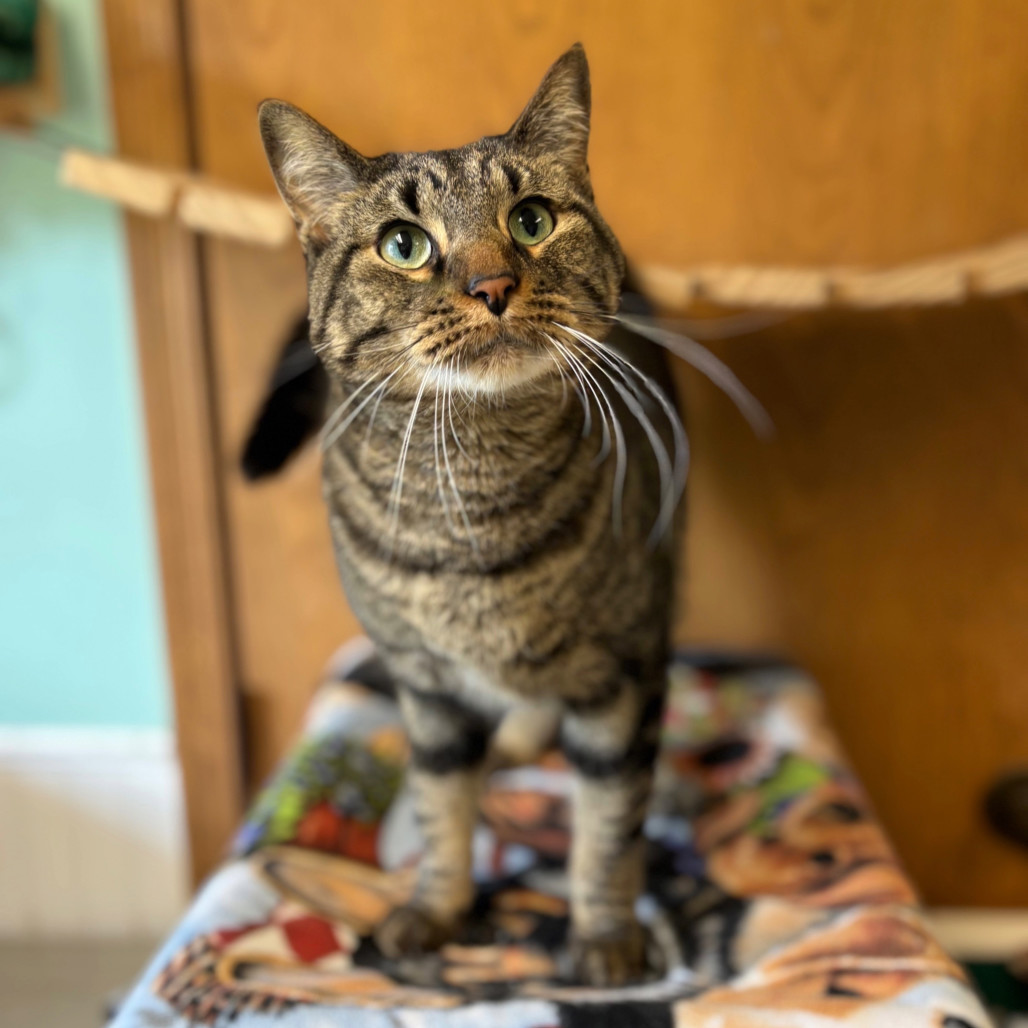 Schroeder--In Foster, an adoptable Domestic Short Hair in Fargo, ND, 58102 | Photo Image 1