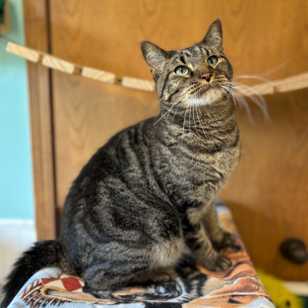 Schroeder--In Foster***ADOPTION PENDING***, an adoptable Domestic Short Hair in Fargo, ND, 58102 | Photo Image 2