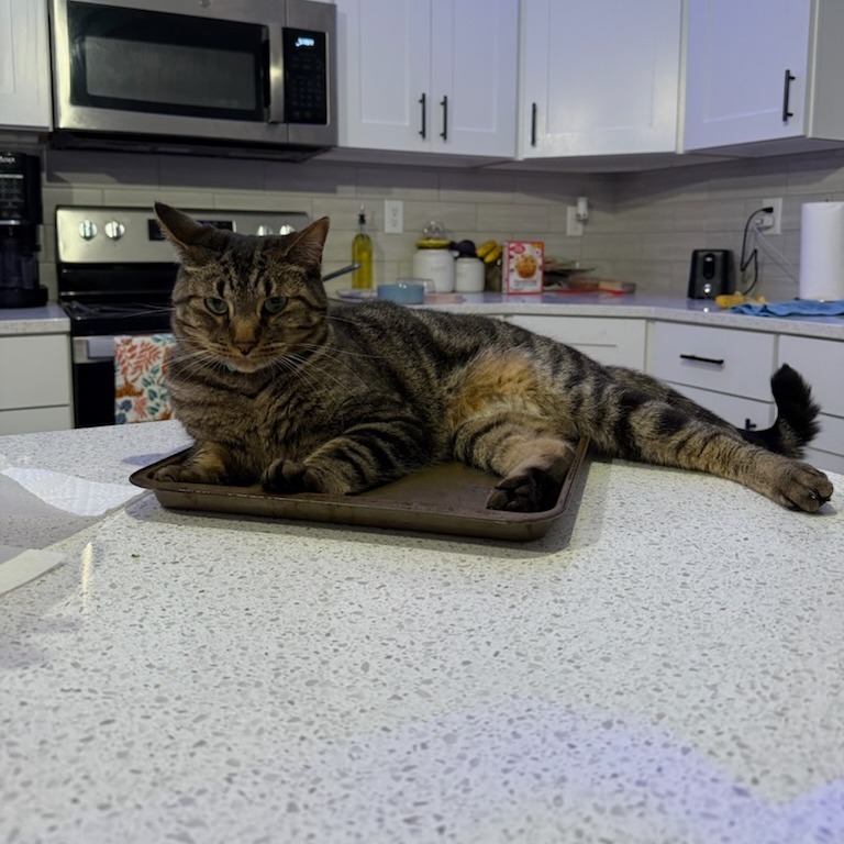 Schroeder--In Foster***ADOPTION PENDING***, an adoptable Domestic Short Hair in Fargo, ND, 58102 | Photo Image 3