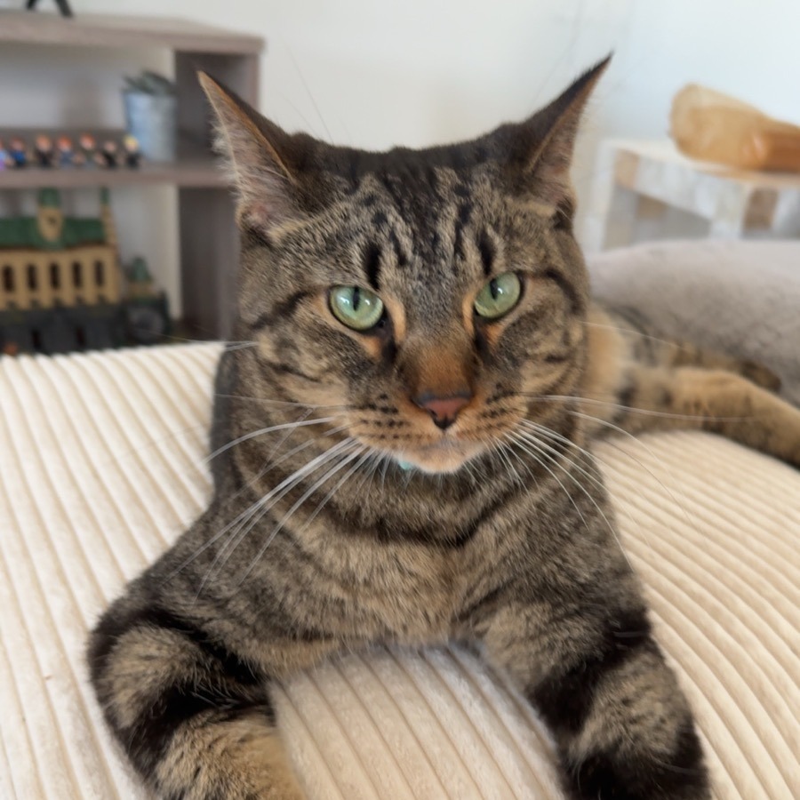 Schroeder--In Foster, an adoptable Domestic Short Hair in Fargo, ND, 58102 | Photo Image 4