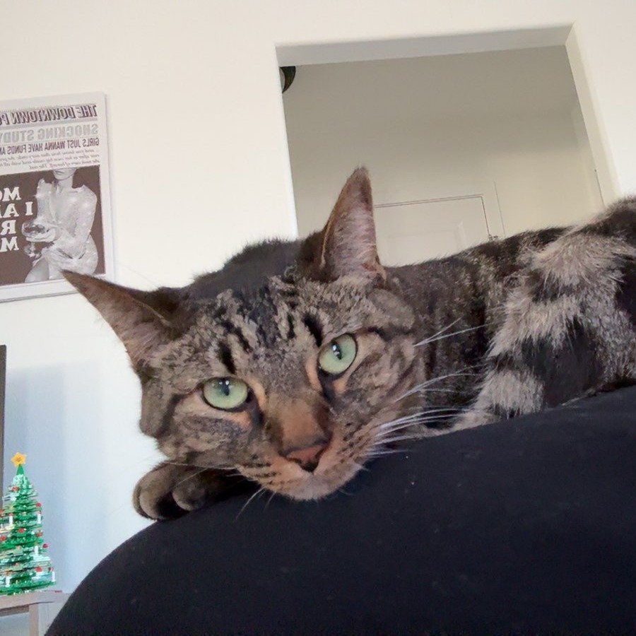 Schroeder--In Foster***ADOPTION PENDING***, an adoptable Domestic Short Hair in Fargo, ND, 58102 | Photo Image 5