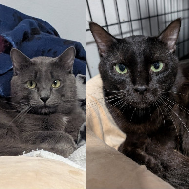 Junior--In Foster, an adoptable Domestic Short Hair in Fargo, ND, 58102 | Photo Image 1