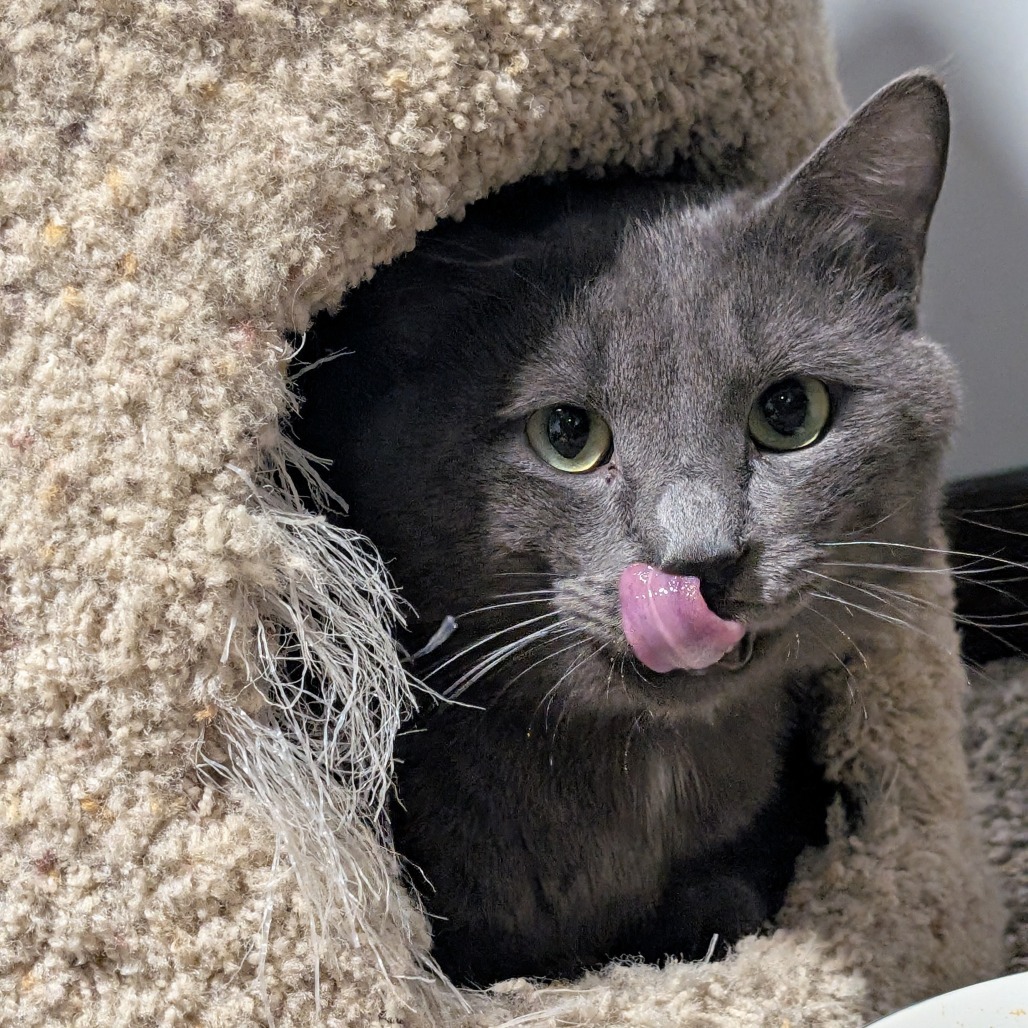 Junior--In Foster, an adoptable Domestic Short Hair in Fargo, ND, 58102 | Photo Image 2