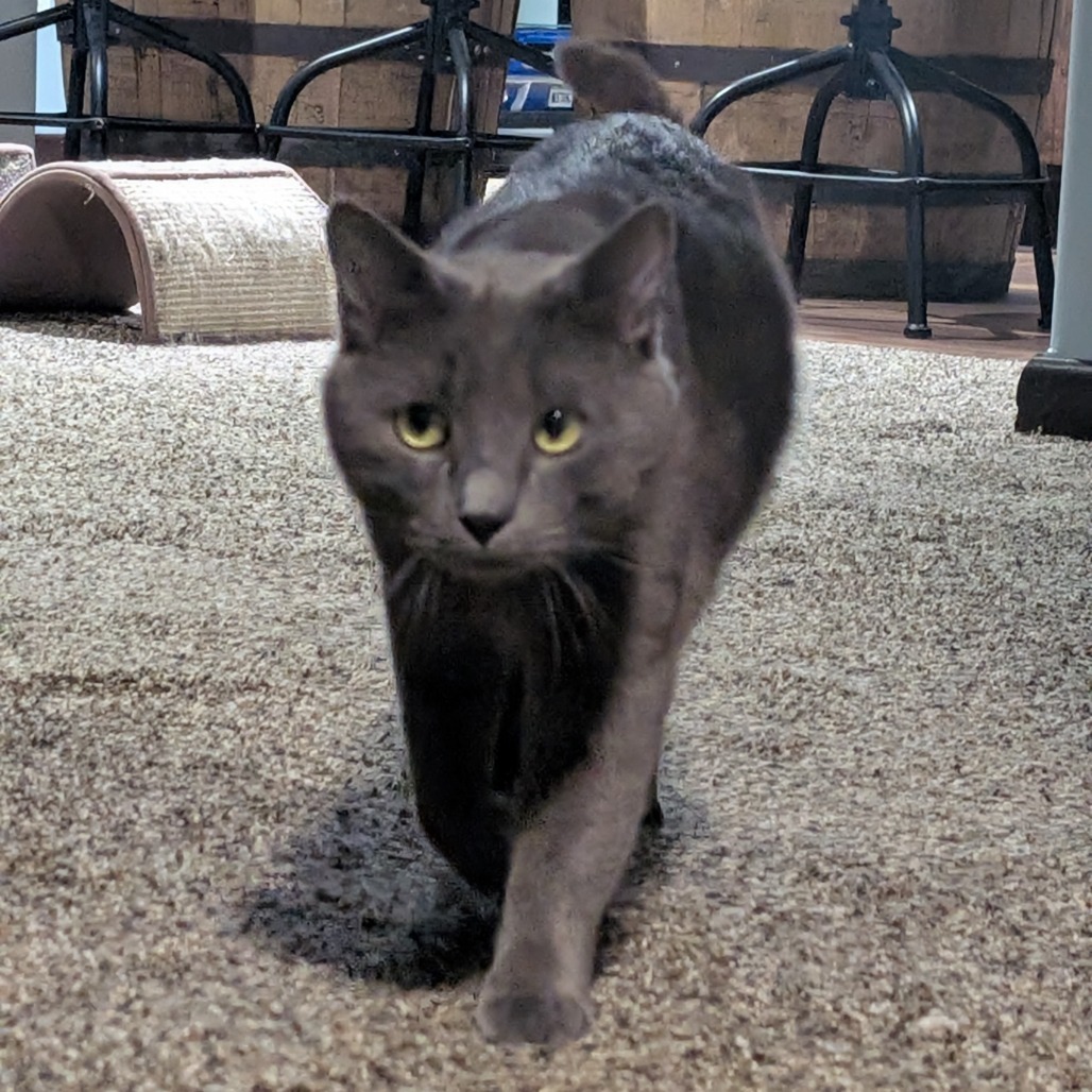 Junior--In Foster, an adoptable Domestic Short Hair in Fargo, ND, 58102 | Photo Image 3