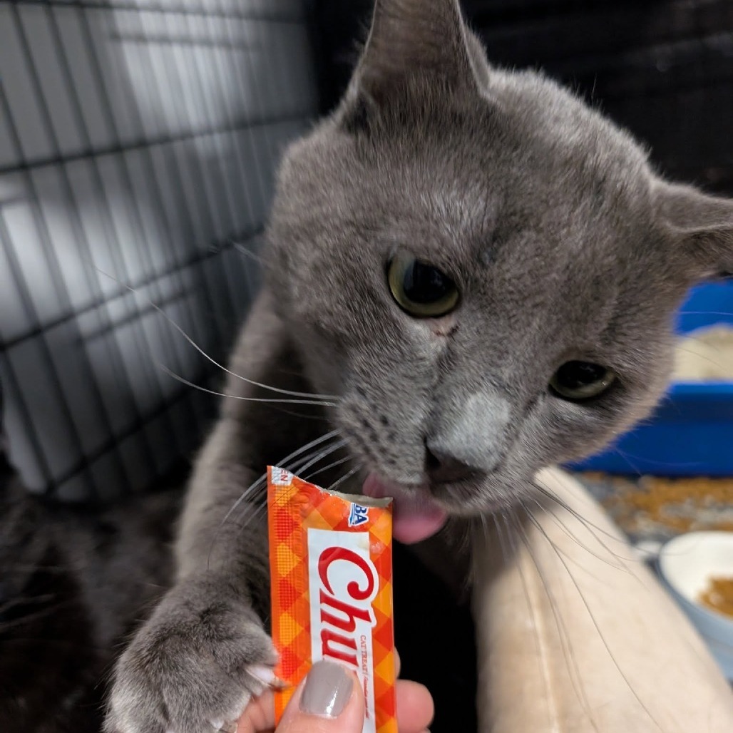 Junior--In Foster, an adoptable Domestic Short Hair in Fargo, ND, 58102 | Photo Image 4