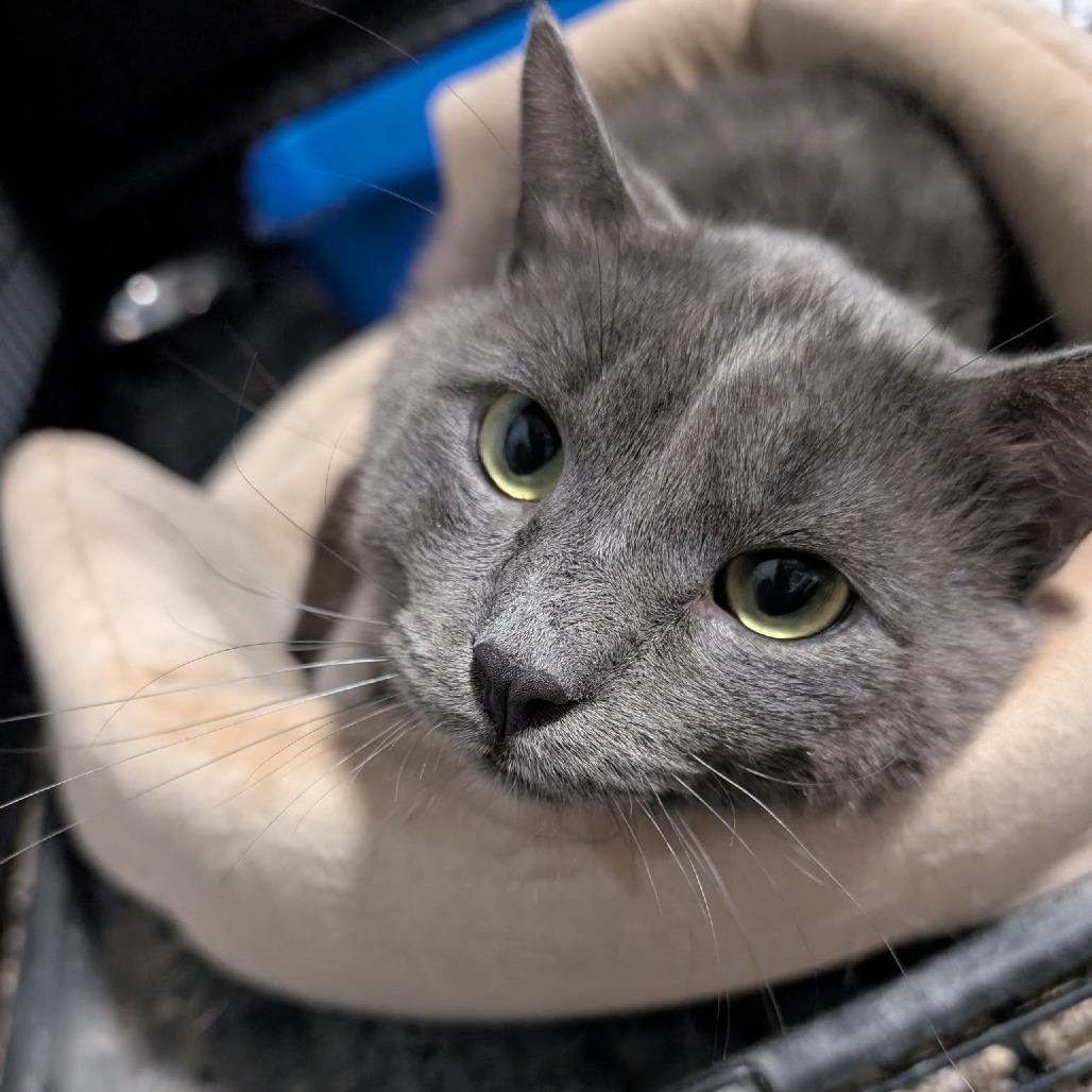Junior--In Foster, an adoptable Domestic Short Hair in Fargo, ND, 58102 | Photo Image 5