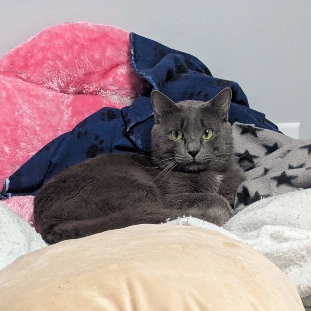 Junior--In Foster, an adoptable Domestic Short Hair in Fargo, ND, 58102 | Photo Image 6