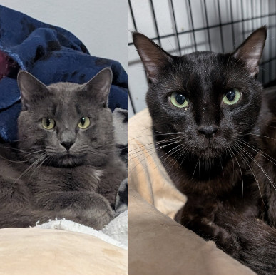 Boulder--In Foster, an adoptable Domestic Short Hair in Fargo, ND, 58102 | Photo Image 1