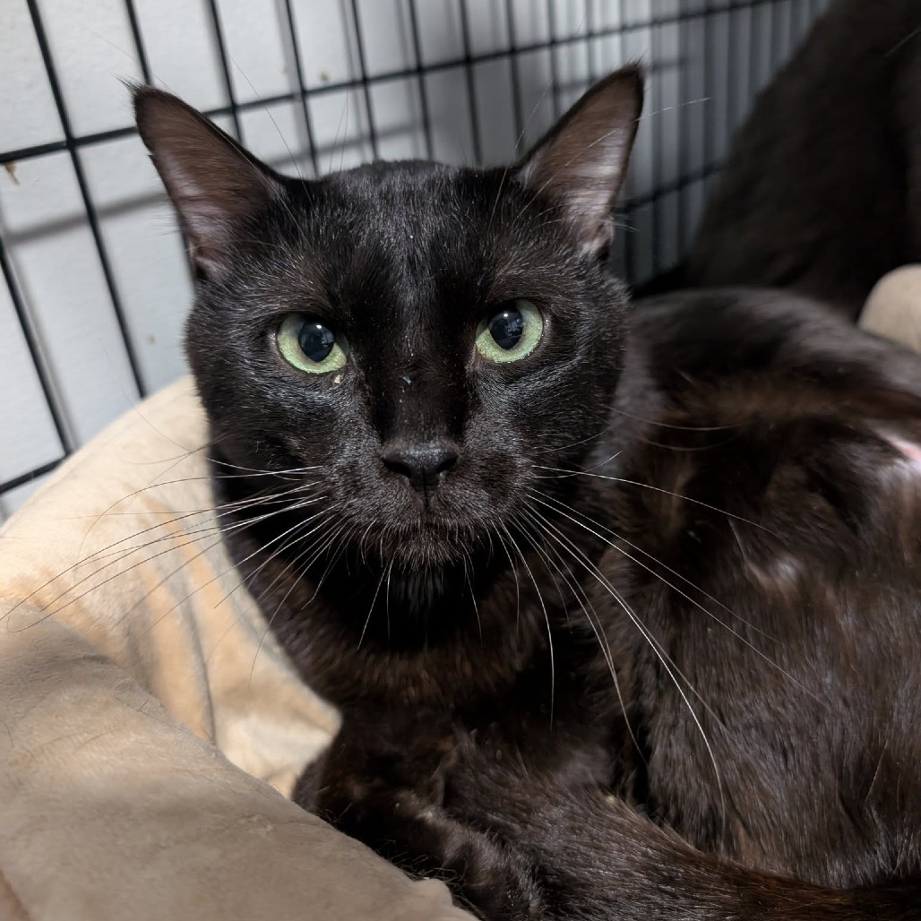 Boulder--In Foster, an adoptable Domestic Short Hair in Fargo, ND, 58102 | Photo Image 2