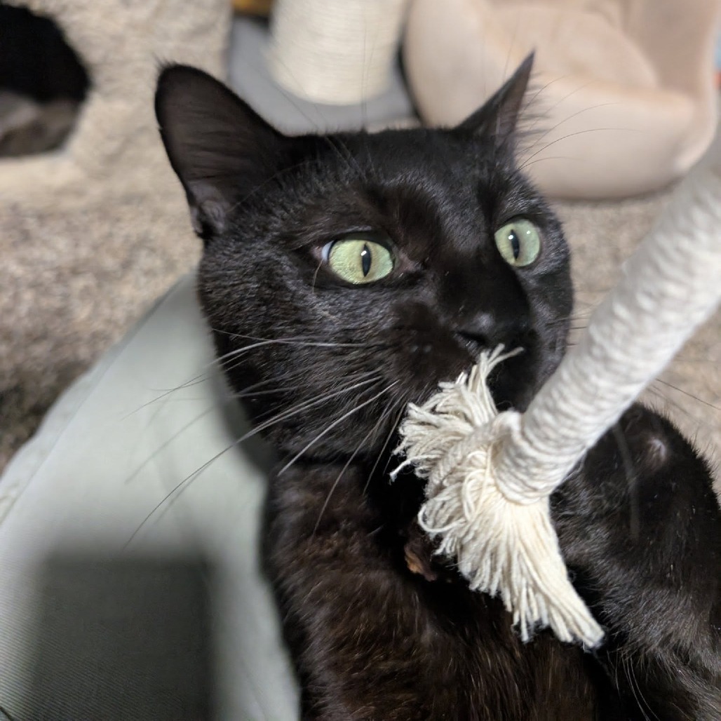 Boulder--In Foster, an adoptable Domestic Short Hair in Fargo, ND, 58102 | Photo Image 3