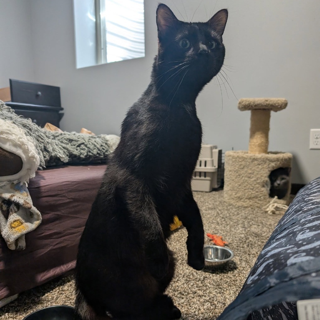 Boulder--In Foster, an adoptable Domestic Short Hair in Fargo, ND, 58102 | Photo Image 4