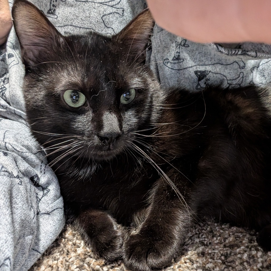 Boulder--In Foster, an adoptable Domestic Short Hair in Fargo, ND, 58102 | Photo Image 5