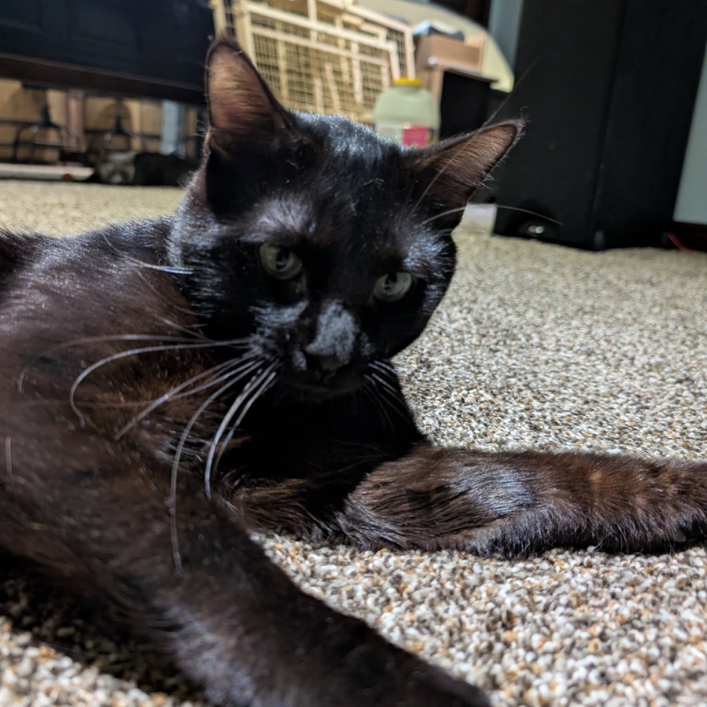 Boulder--In Foster, an adoptable Domestic Short Hair in Fargo, ND, 58102 | Photo Image 6