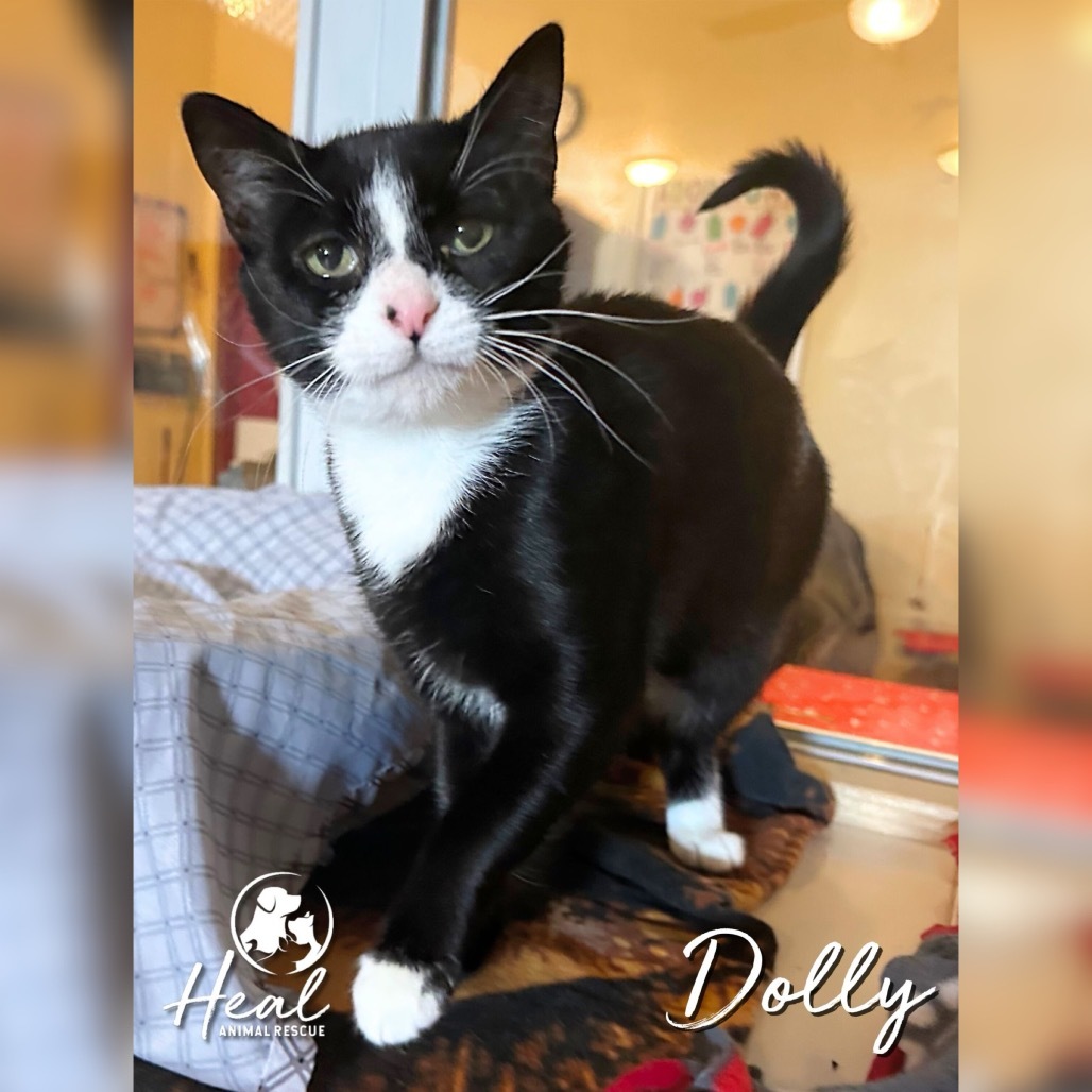 Dolly