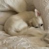 Cosette photo 1