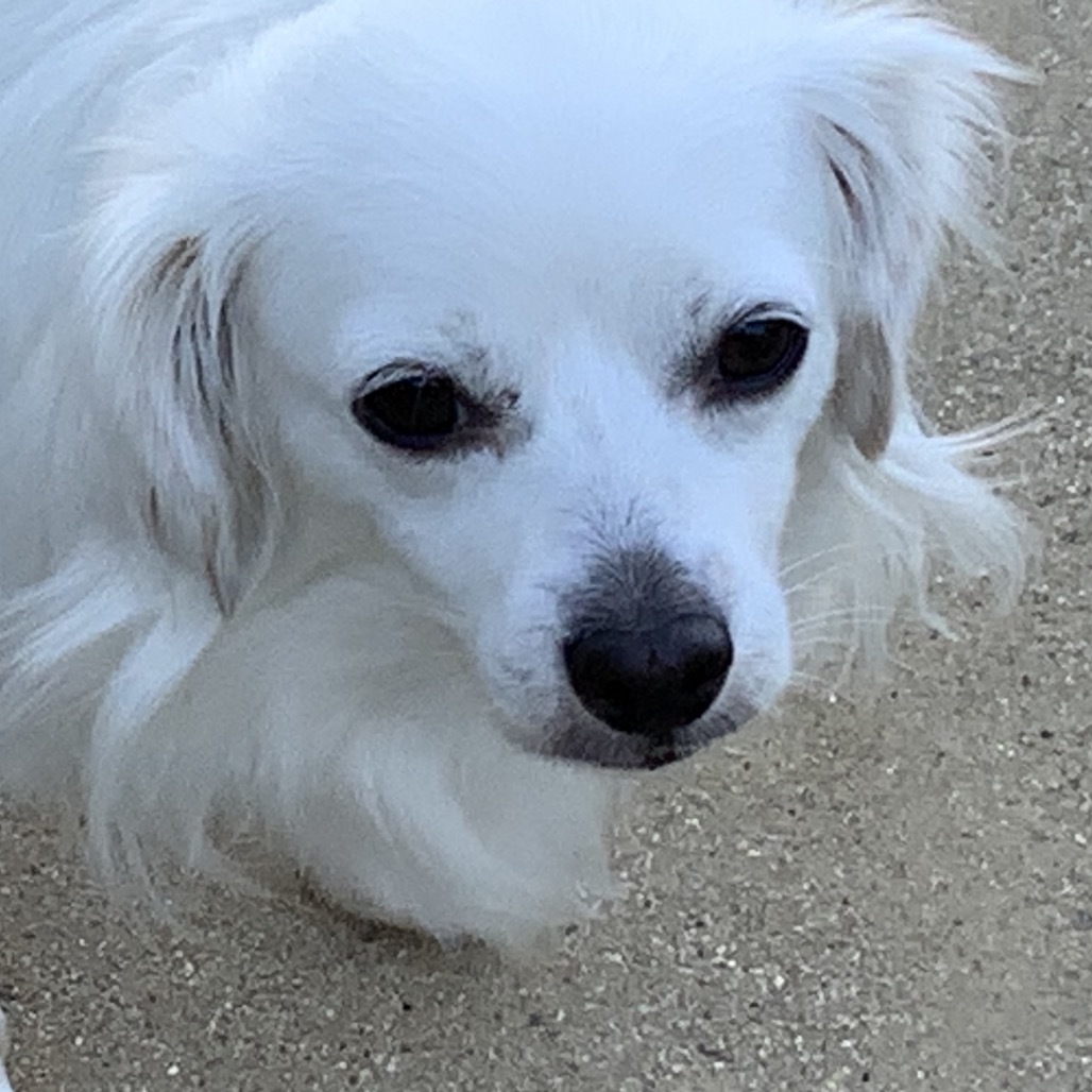 Cosette