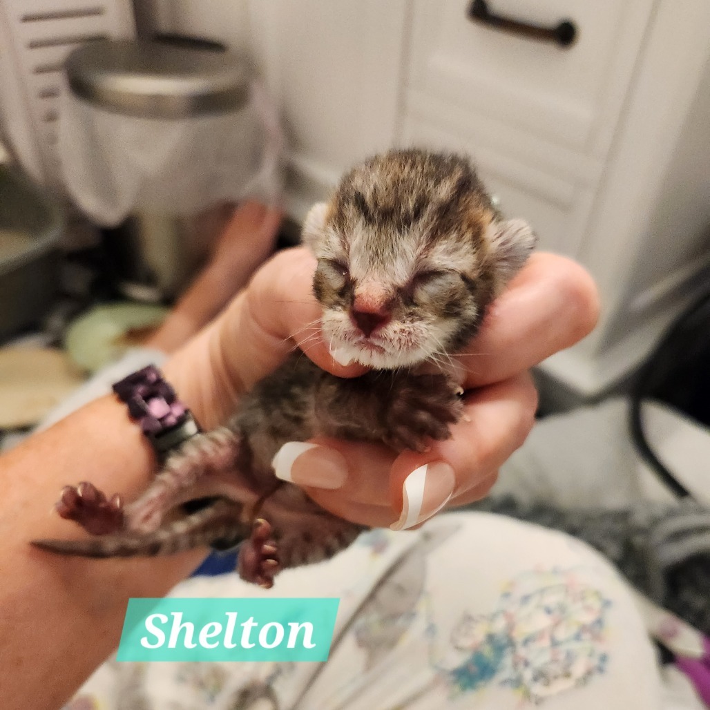 Shelton
