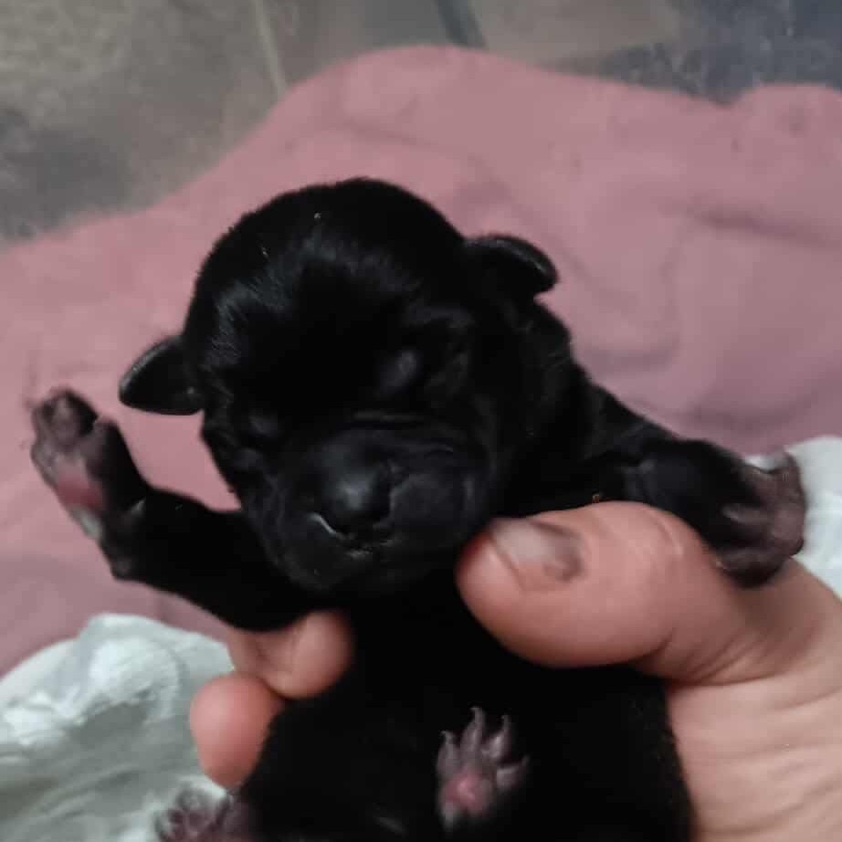 Porg female 5