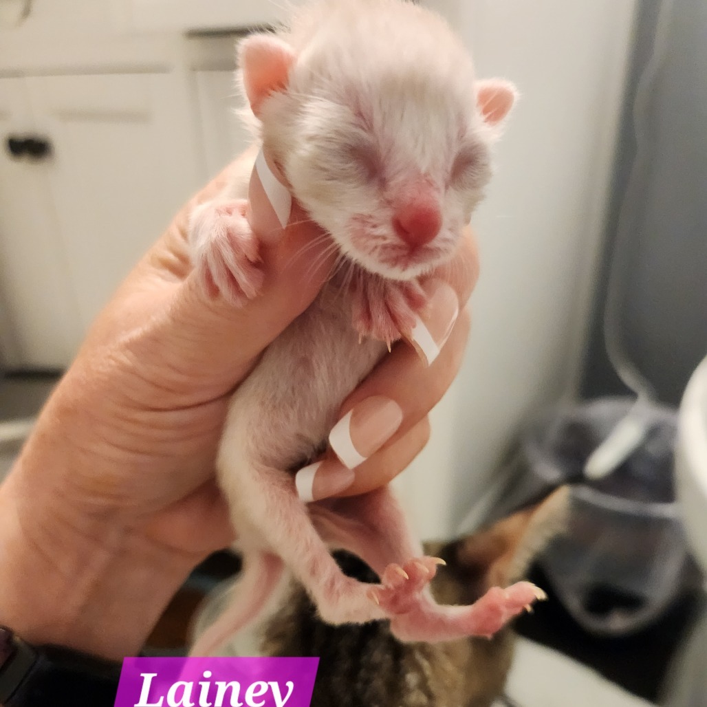Lainey