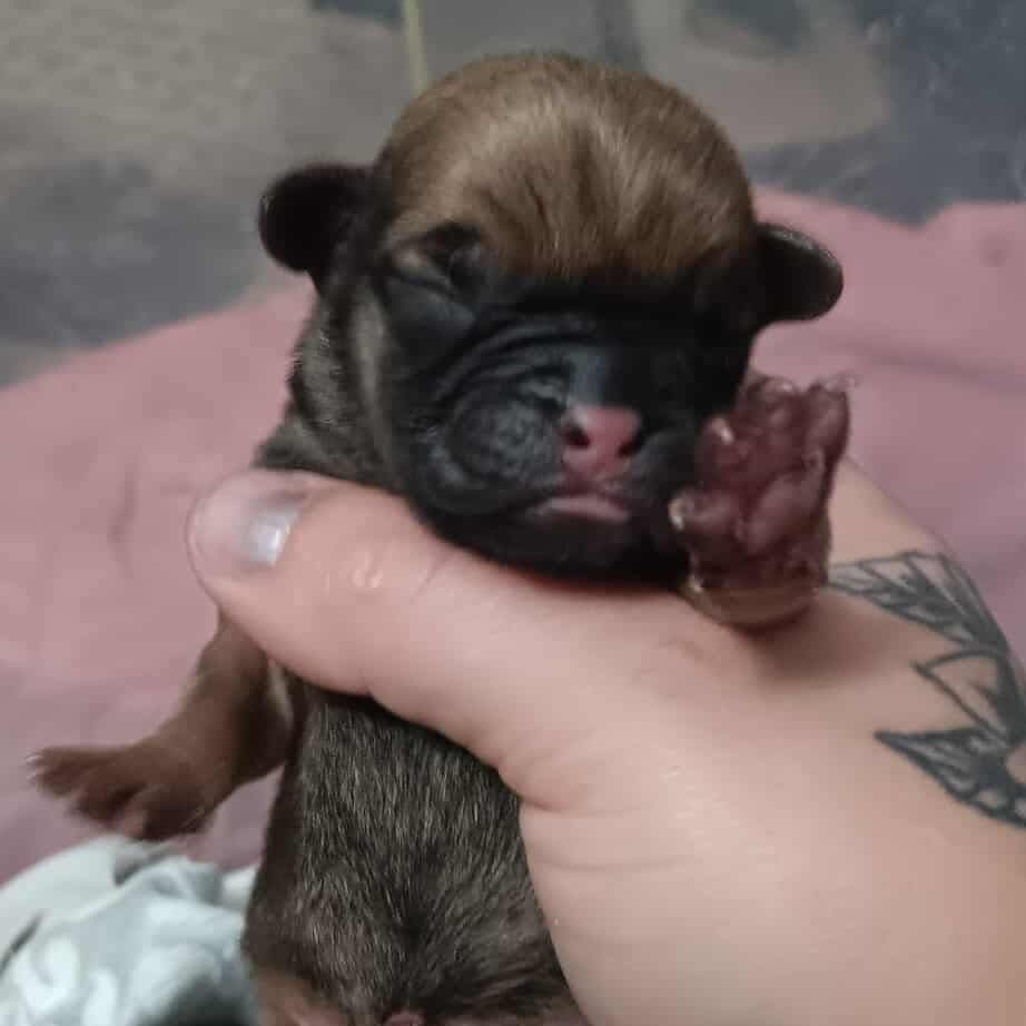 Chewbacca male 2