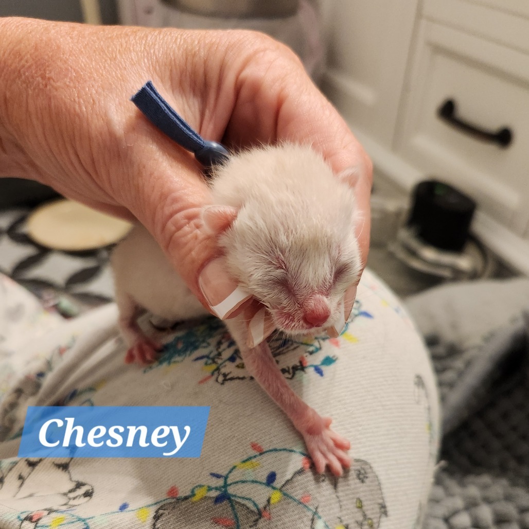 Chesney